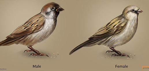 Sparrow